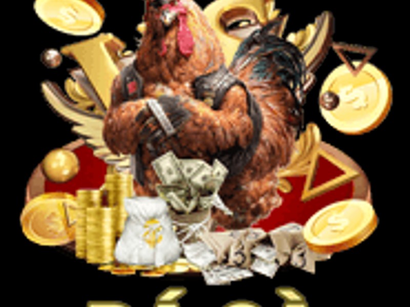 Phân tích lịch sử và phong độ gà chiến trước khi đặt cược